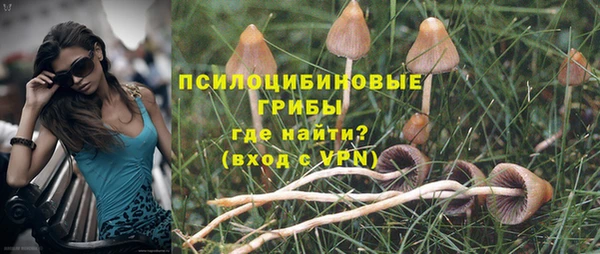 прущие грибы Абаза