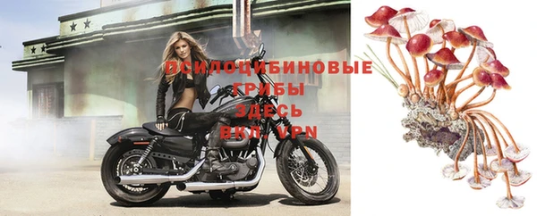 прущие грибы Абаза